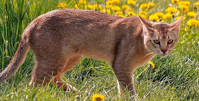 Chausie