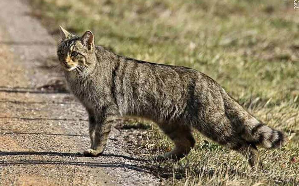 Gato Montés