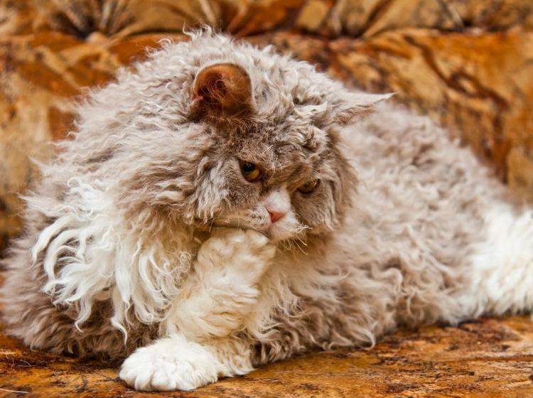 Razas de Gatos - Selkirk Rex